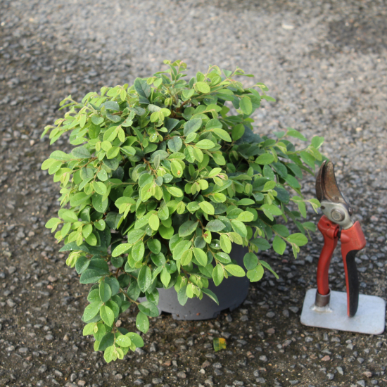 Loropétale de chine