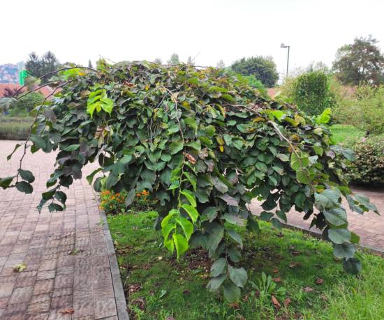 Orme pleureur 'Glabra pendula'