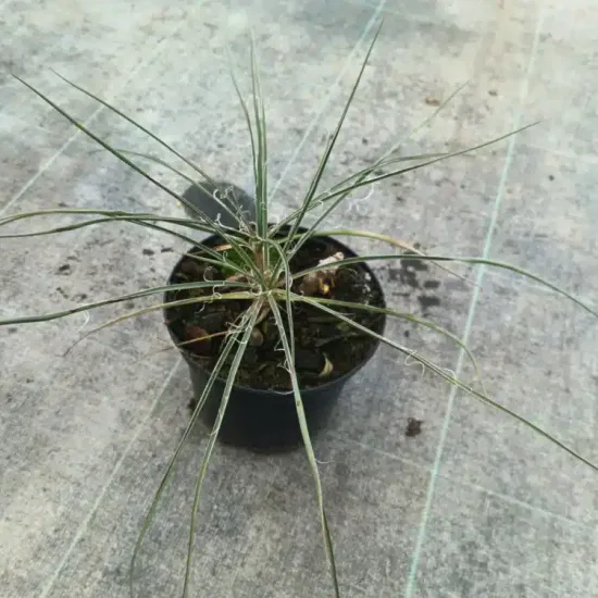 Résistant au sec (Yucca constricta) — jeune plant aux longues feuilles étroites en pot · Pot 2.5L