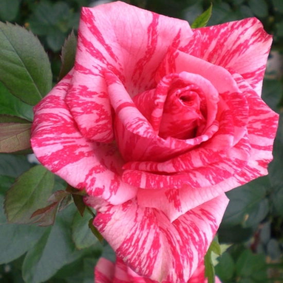 Rosier 'Pink intuition'