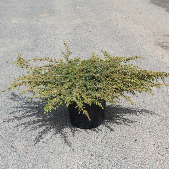 Genévrier commun 'Green carpet'