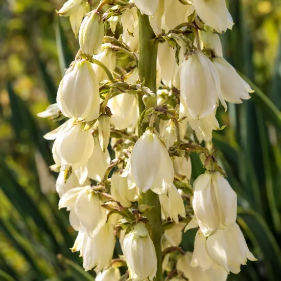 Yucca ondulé (Yucca rupicola) — grappe de fleurs blanches en clochettes, gros plan · Photo d'illustration