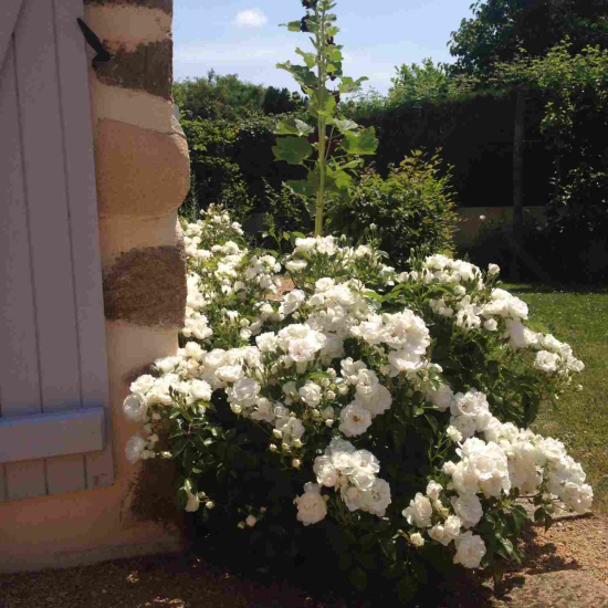 Rosier 'Dominique loiseau '