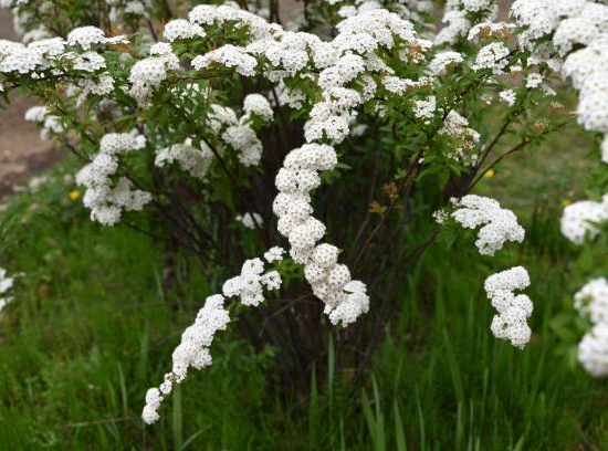 Spirée arbustive du japon 'Snowmound'