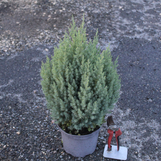 Genévrier de Chine Stricta, Genévrier de Chine colonnaire