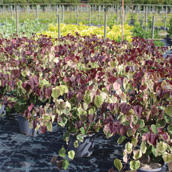 Gainier du Canada 'Carolina Sweetheart'