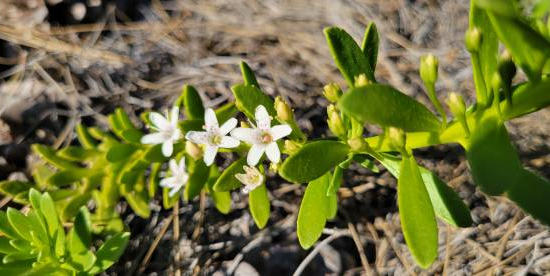 Myoporum parvifolium "Blanc"