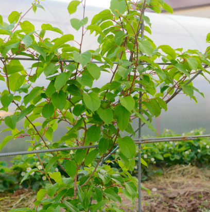 Kiwi 'Issai autofertile'