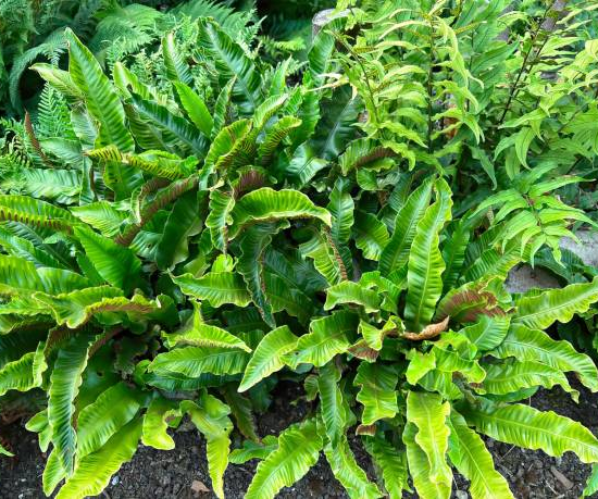 Phyllitis 'Scolopendrium'