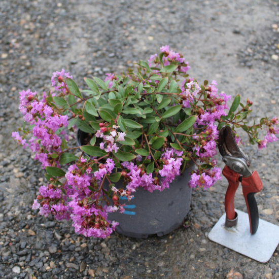 Lilas des indes 'Cordon bleu'