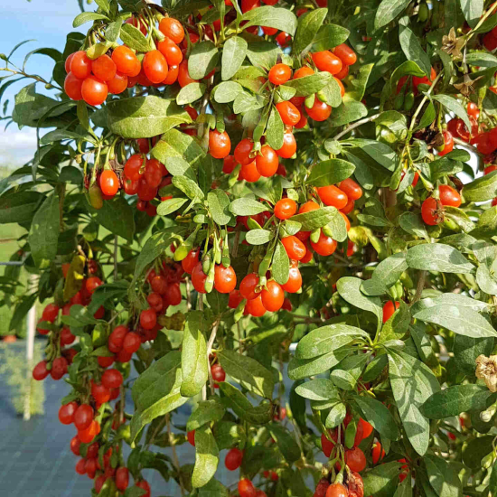 Goji