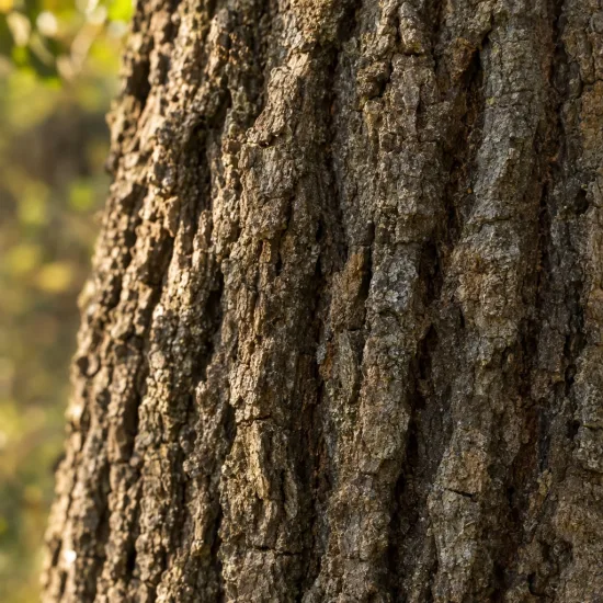 Chêne denté (Quercus dentata) — gros plan sur écorce de tronc d’arbre · Photo d'illustration