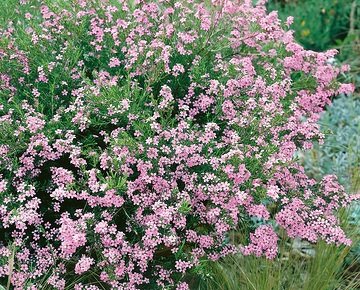 Plante du pêcheur 'Pink fountain'