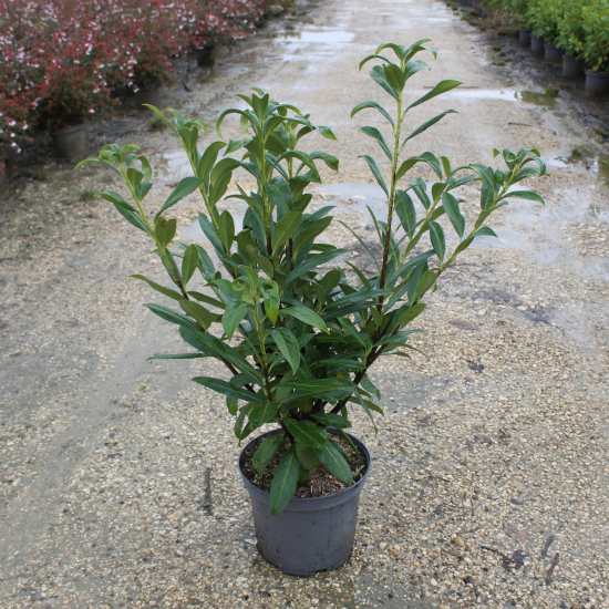 Laurier palme 'Caucasica darts'