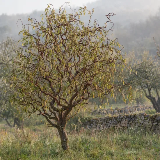 Saule tortueux chocolat 'Tortuosa chocolat' (Salix matsudana) — arbre au tronc tortueux dans prairie naturelle · Photo d'illustration