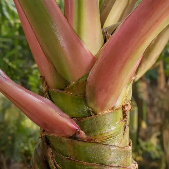 Oreille d'elephant géante 'Borneo giant pink stem' (Alocasia macrorrhiza) — gros plan sur pétioles rosés et tiges vertes · Photo d'illustration