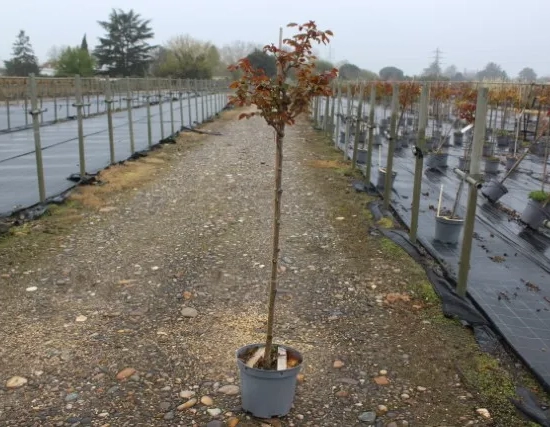 Rosier 'Catherine deneuve '