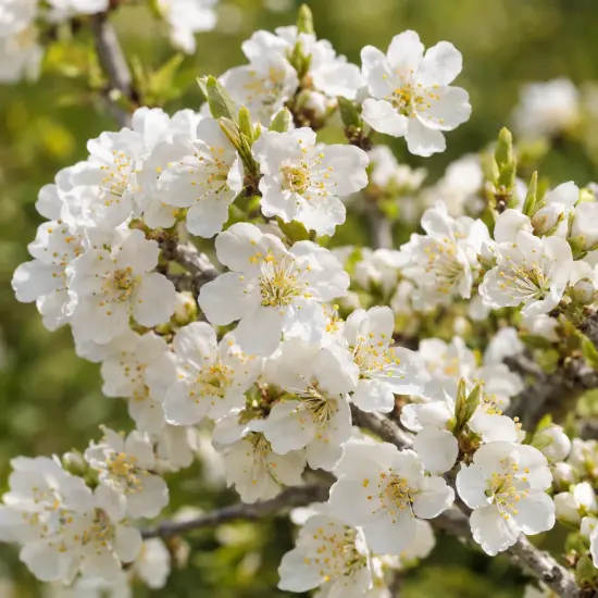 Cerisier à fleurs 'Globosa' (Prunus fruticosa) — rameau couvert de petites fleurs blanches
