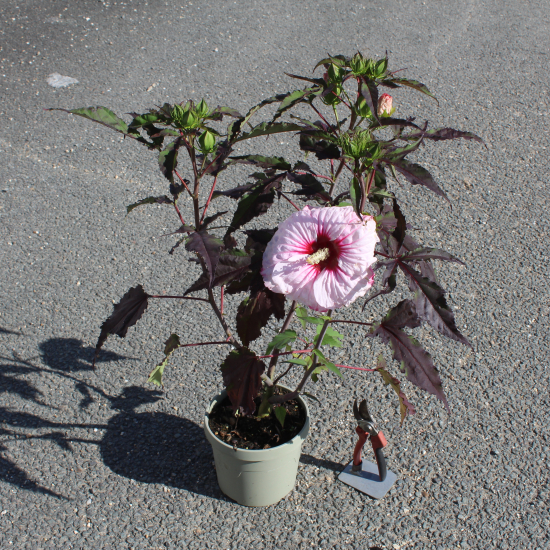 Hibiscus des marais 'Joli coeur'
