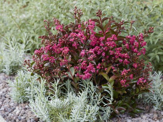 Lilas des indes 'Shell pink'