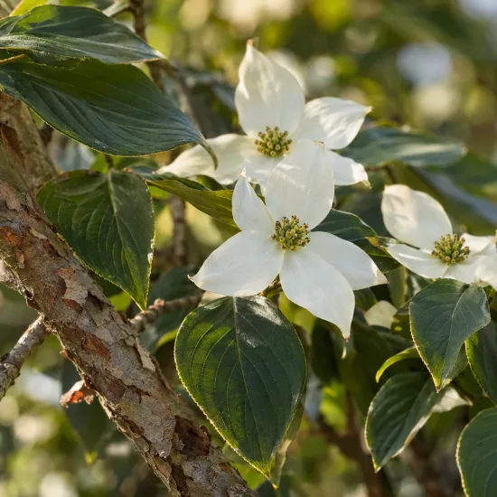 Cornouiller du japon 'Blue shadow' (Cornus kousa) — grandes bractées blanches autour de petites fleurs · Photo d'illustration