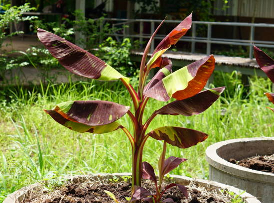 Bananier japonais 'Red tiger'