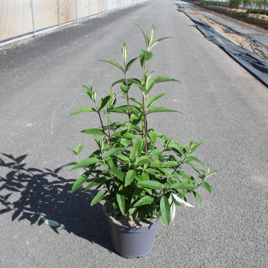 Arbre aux papillons 'rouge royal'