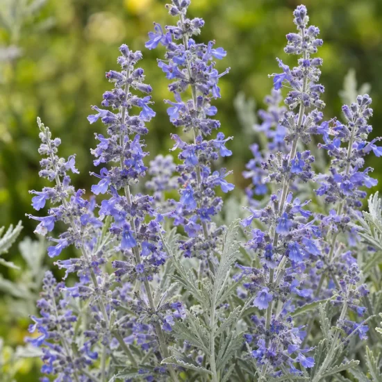 Sauge de sibérie 'Silvery blue' (Perovskia atriplicifolia) — épis dressés de petites fleurs bleues et feuillage gris