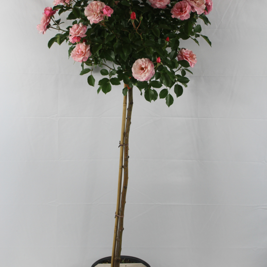 Rosier 'Botticelli  '