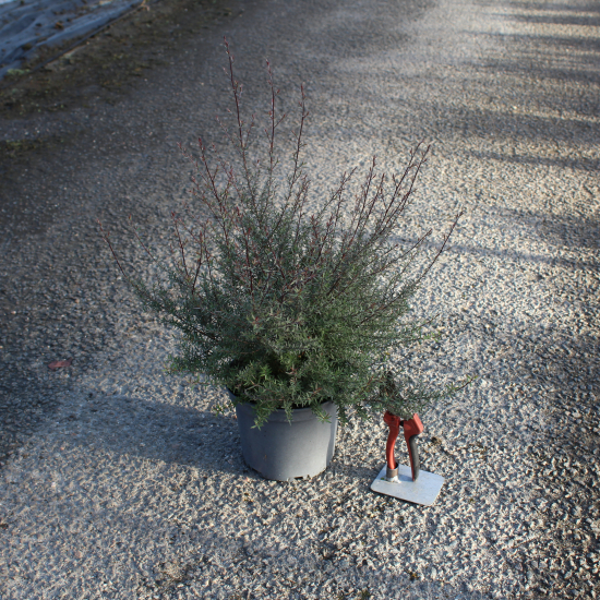 Arbre à thé 'Red damask'