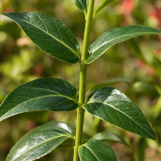 Phygelius (Phygelius capensis) — tiges droites avec grandes feuilles vertes luisantes · Photo d'illustration