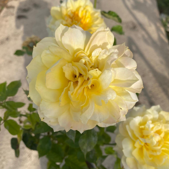 Rosier tige jaune
