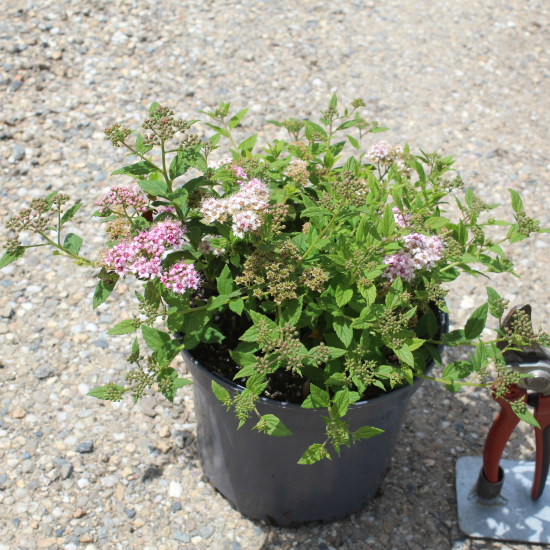 Spirée du japon 'Little princess'