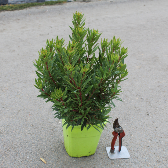 Arbousier, Arbre aux fraises Mercurius