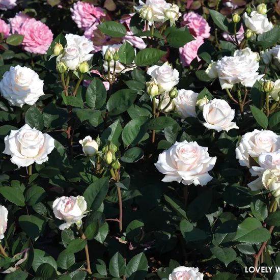 Rosier 'Lovely white voluptia'