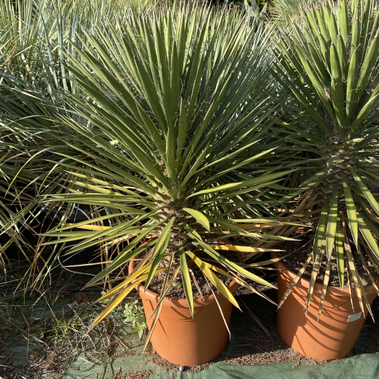 Palmier de Saint-Pierre