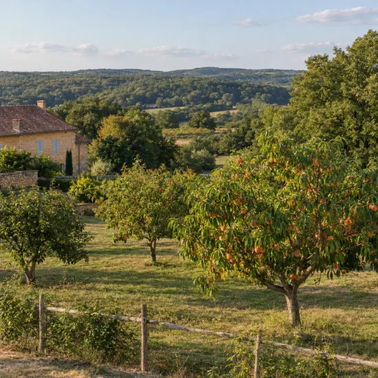 Pêcher 'Conserve' (Prunus persica) — verger d'arbres fruitiers devant maison en pierre · Photo d'illustration