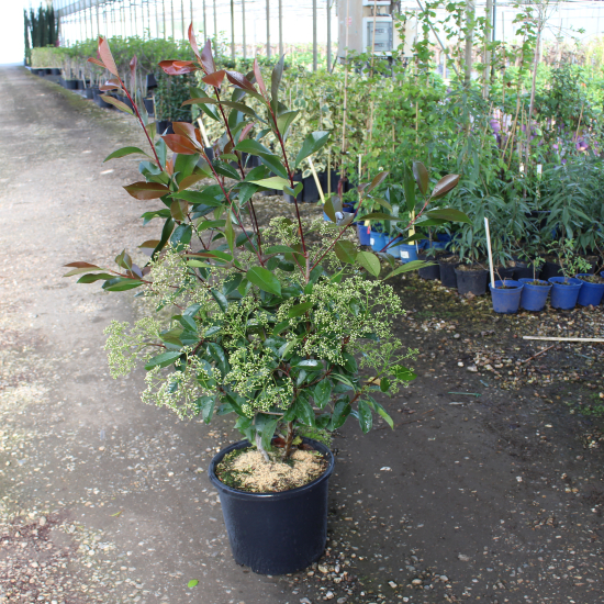 Photinia 'Red robin'