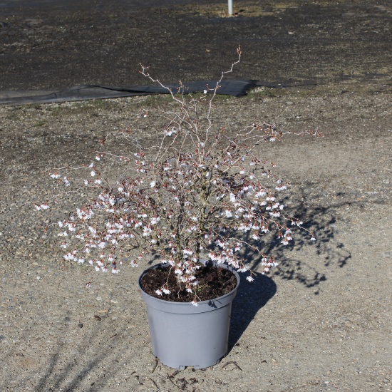 Cerisier à fleurs 'Kojou no mai'