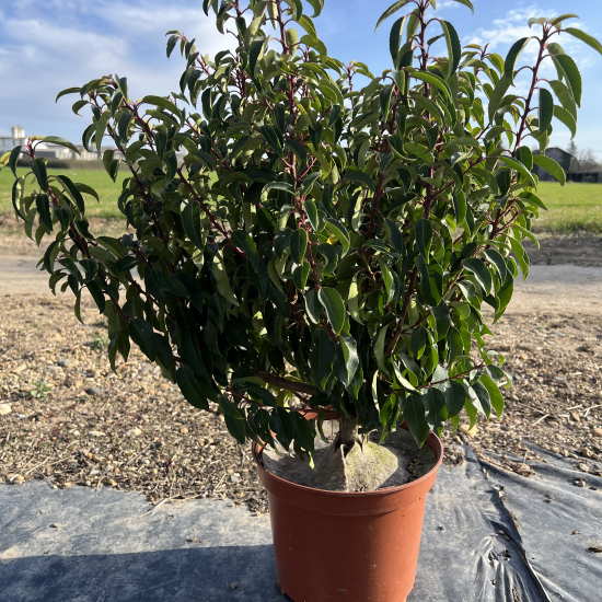 Laurier du portugal 'Angustifolia'