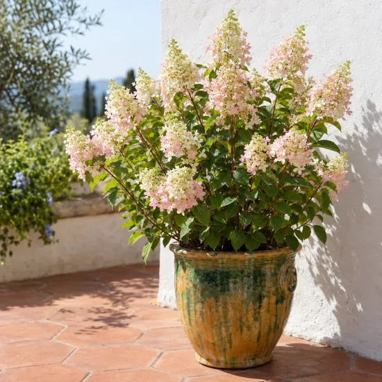 Hortensia paniculé 'Confettii' (Hydrangea paniculata) — arbuste fleuri en pot sur terrasse ensoleillée · Photo d'illustration