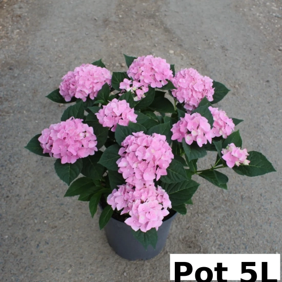 Hortensia 'Rose'