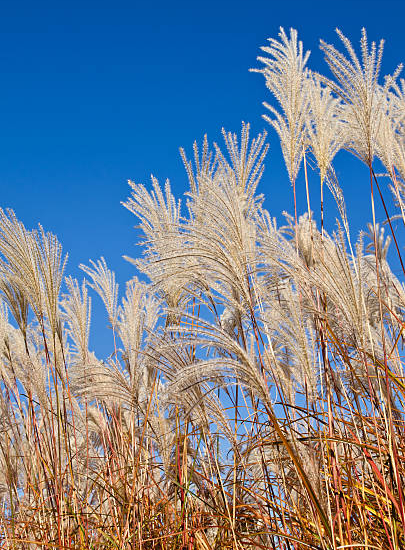 MISCANTHUS sinensis graziella, roseau de Chine