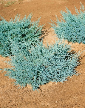 Genévrier de pfitzer 'Pfitzeriana glauca'