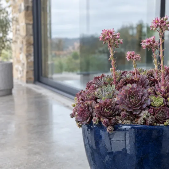 Joubarbe à rosette couleur prune 'Plum parfait' (Sempervivum) — rosettes de succulentes pourpres en pot bleu · Photo d'illustration