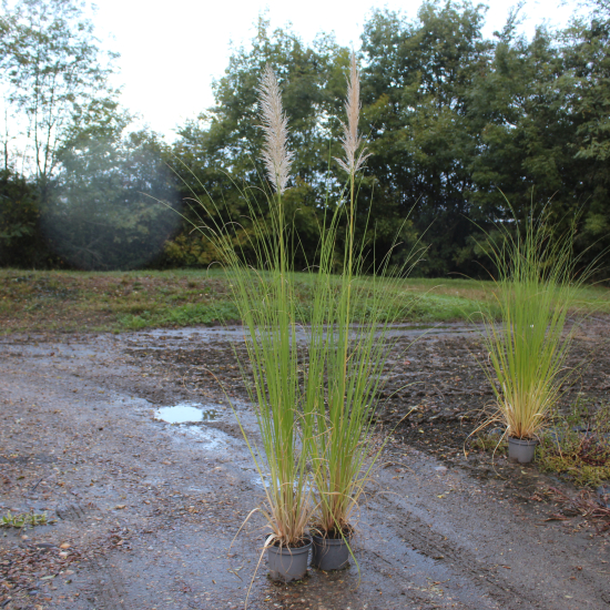 Herbe de la pampa 'Blanc'