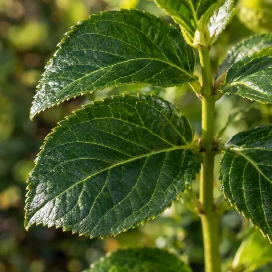 Hortensia 'So long sunny' (Hydrangea) — gros plan sur feuilles dentées vert brillant · Photo d'illustration