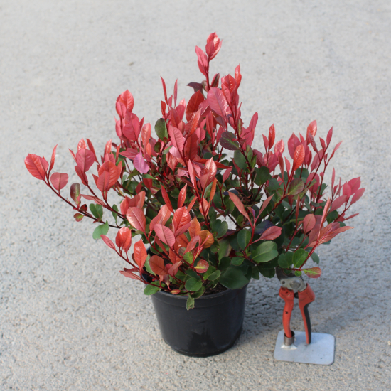 Photinia 'Nana'