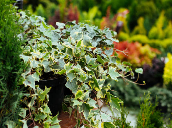 Lierre 'minata verde'