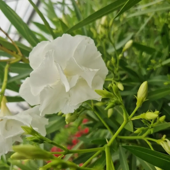 Laurier rose 'Mont Blanc'